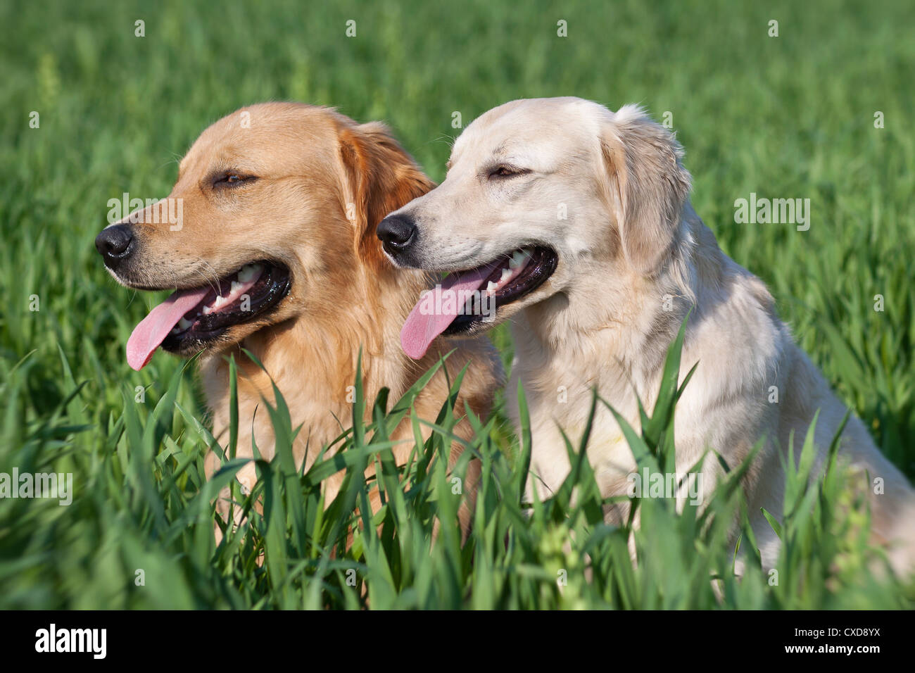 Pair of golden retriever dogs hi-res stock photography and images - Alamy