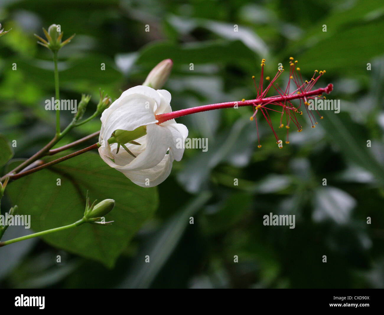White Kauai Hibiscus or White Kauai Rosemallow, Hibiscus waimeae subsp