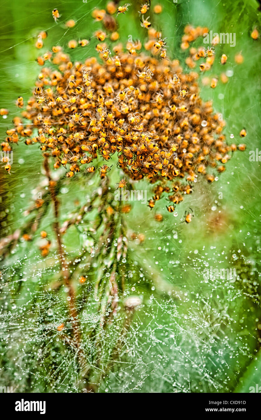 Nest of newly hatched spiders Stock Photo