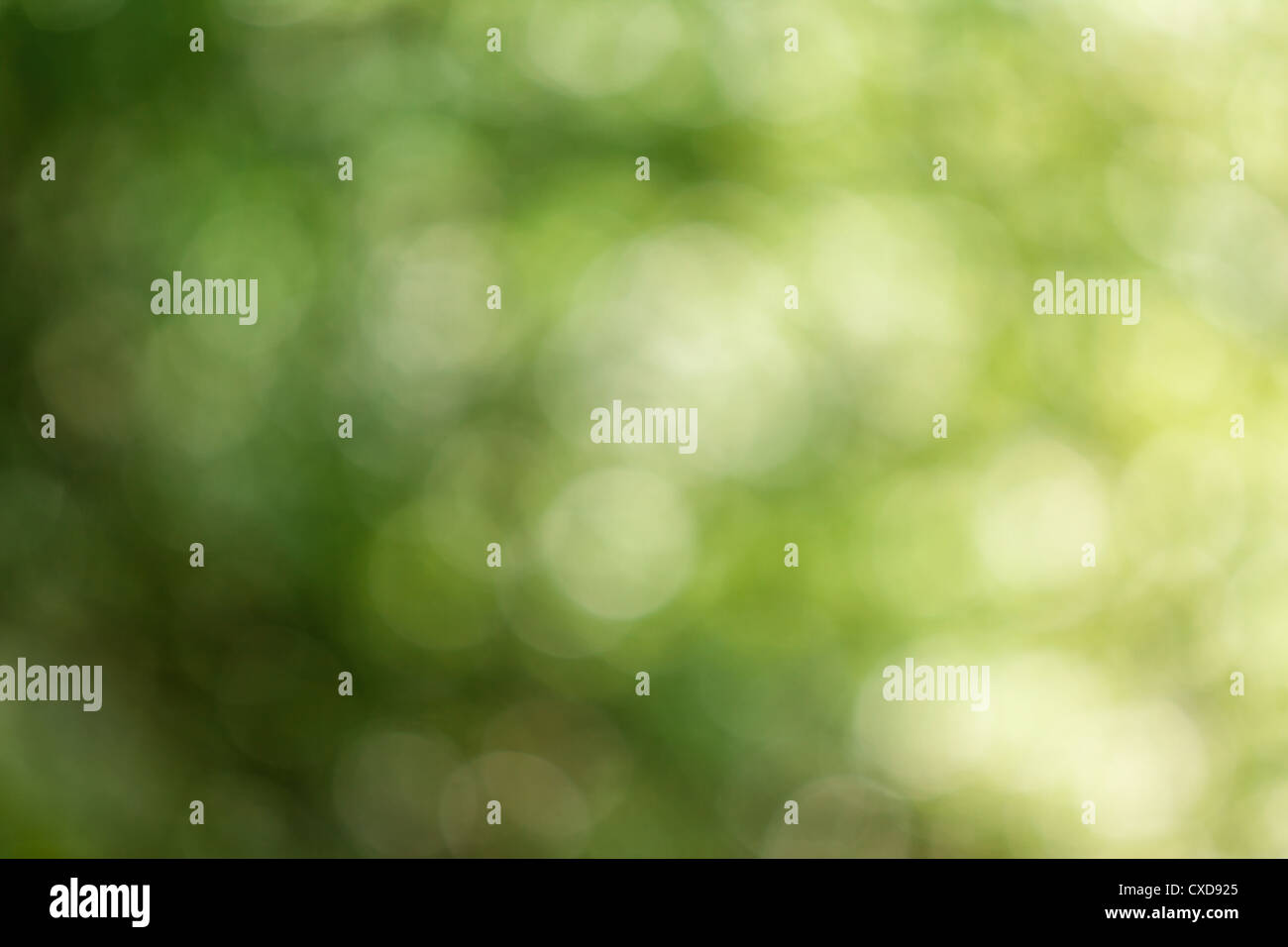 Beautifully green abstract blurred background Stock Photo