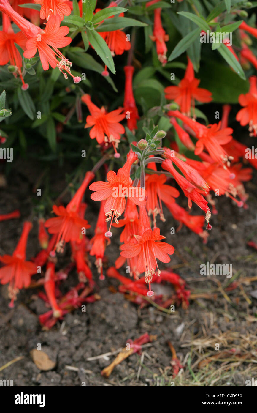 Humming-bird's Trumpet or Californian Fuschia, Zauschneria californica 'Dublin', Onagraceae. Aka Epilobium canum. Stock Photo