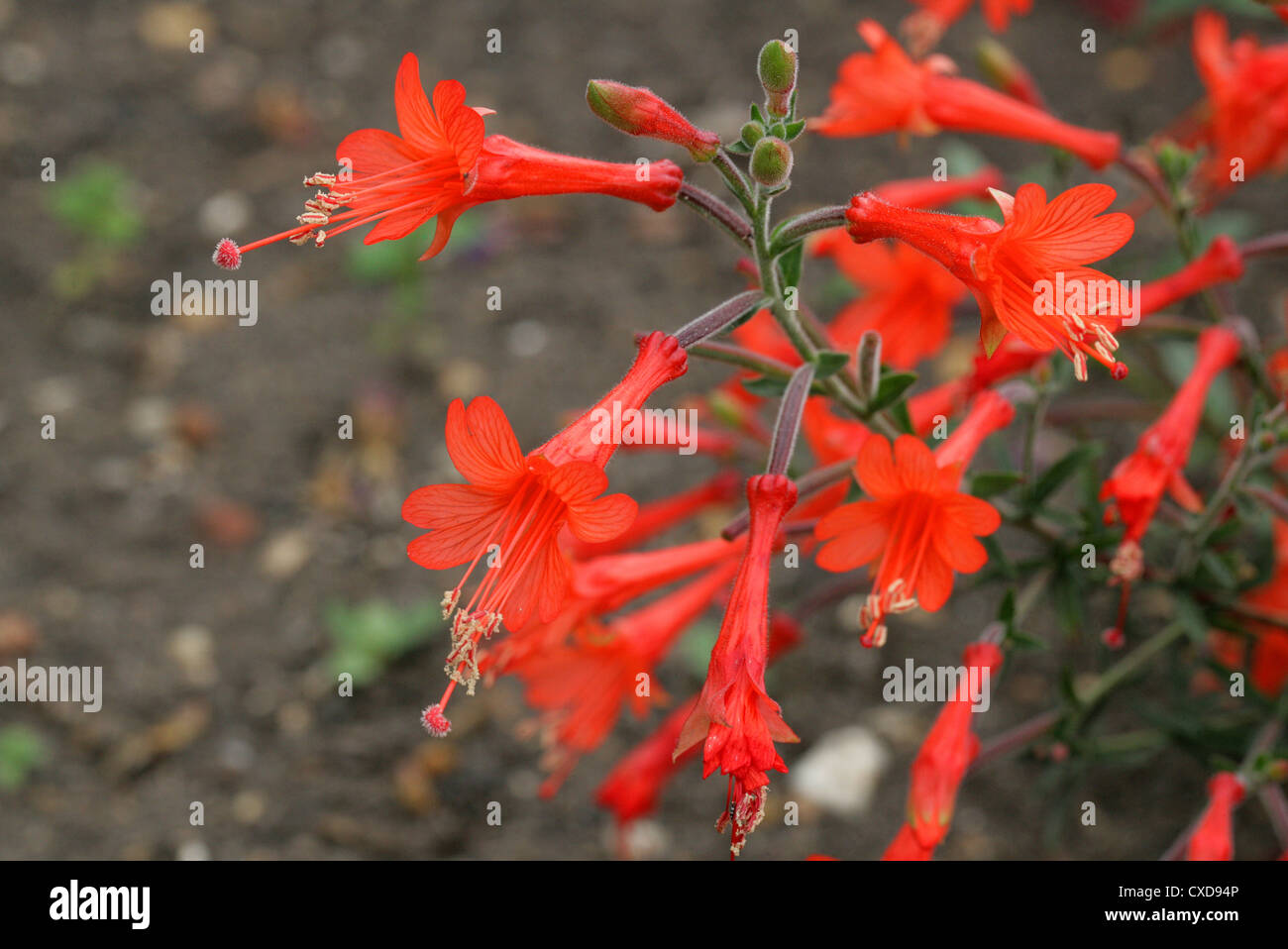 Humming-bird's Trumpet or Californian Fuschia, Zauschneria californica 'Dublin', Onagraceae. Aka Epilobium canum. Stock Photo