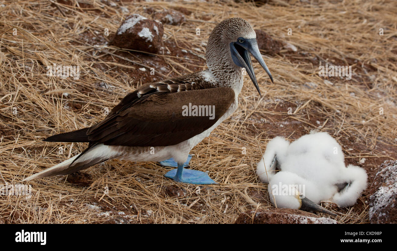 South America, Ecuador, Galapagos, North Seymor Island.  Female blue-footed booby caring for adolescent chick. Stock Photo