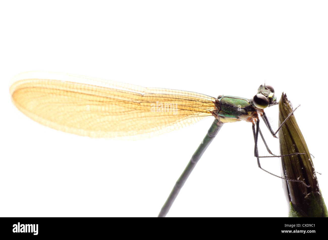 insect damsefly dragonfly isolated Stock Photo - Alamy