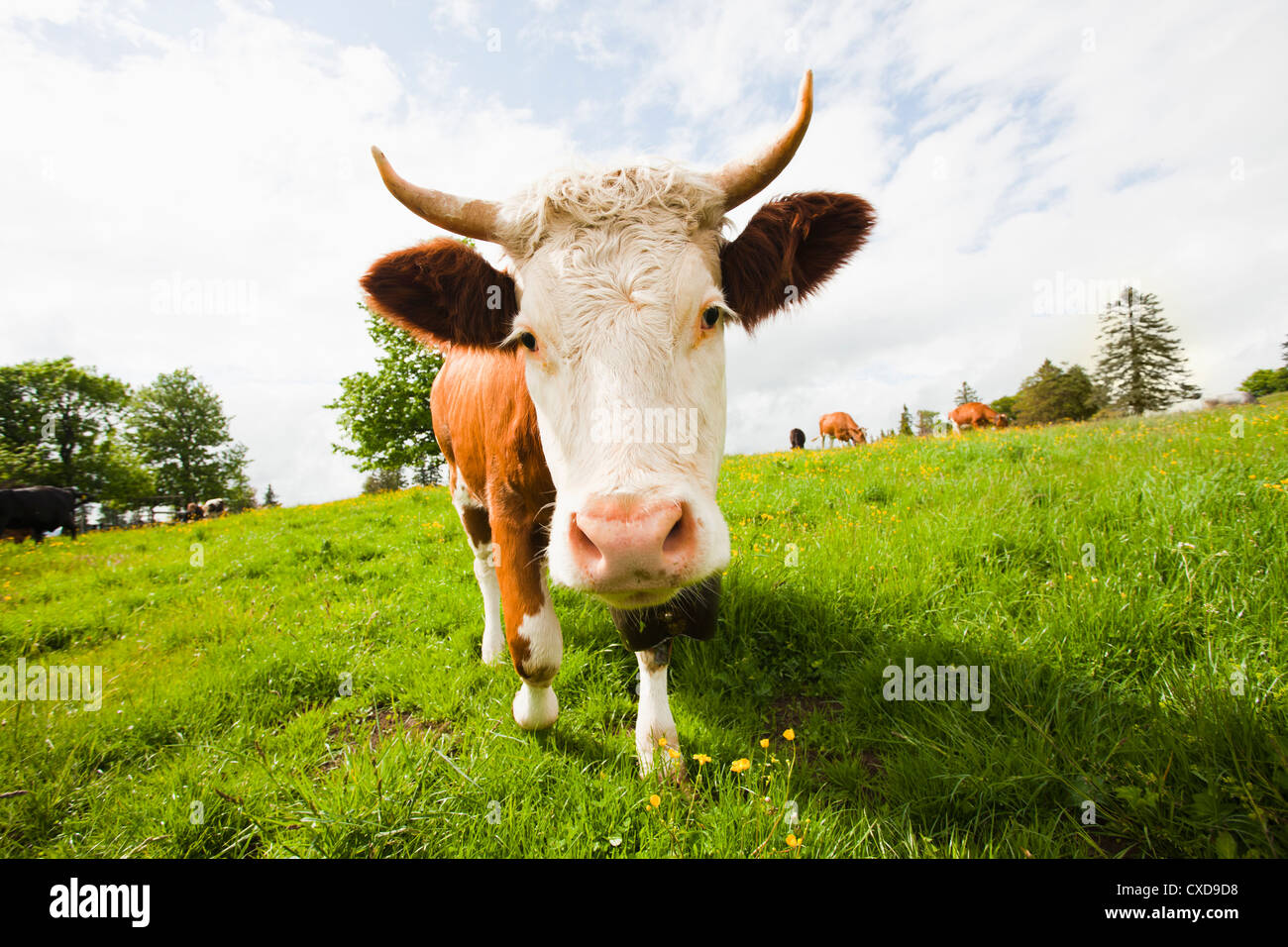 Cow standing in field Stock Photo - Alamy