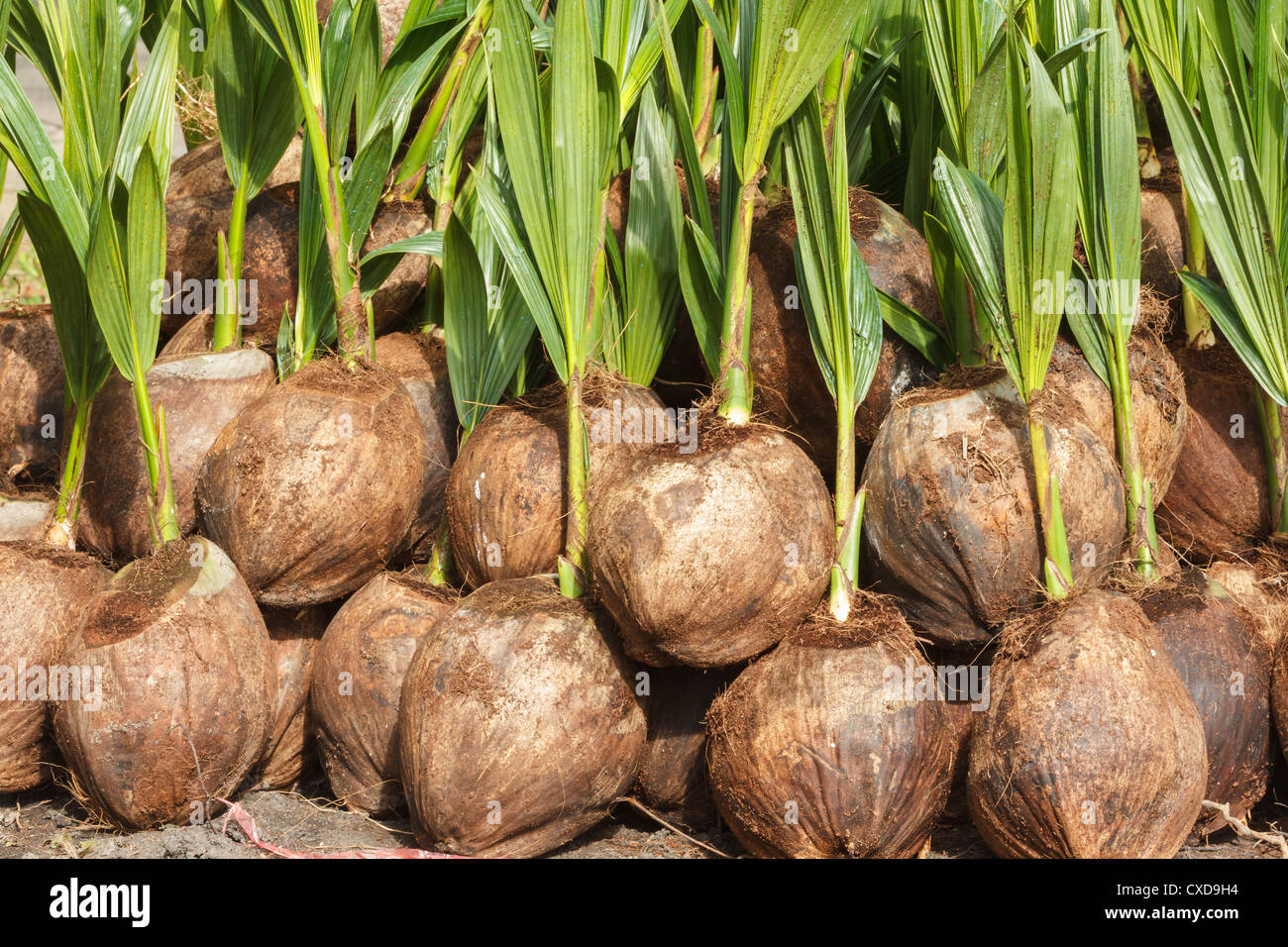Sprout of coconut tree Stock Photo Alamy