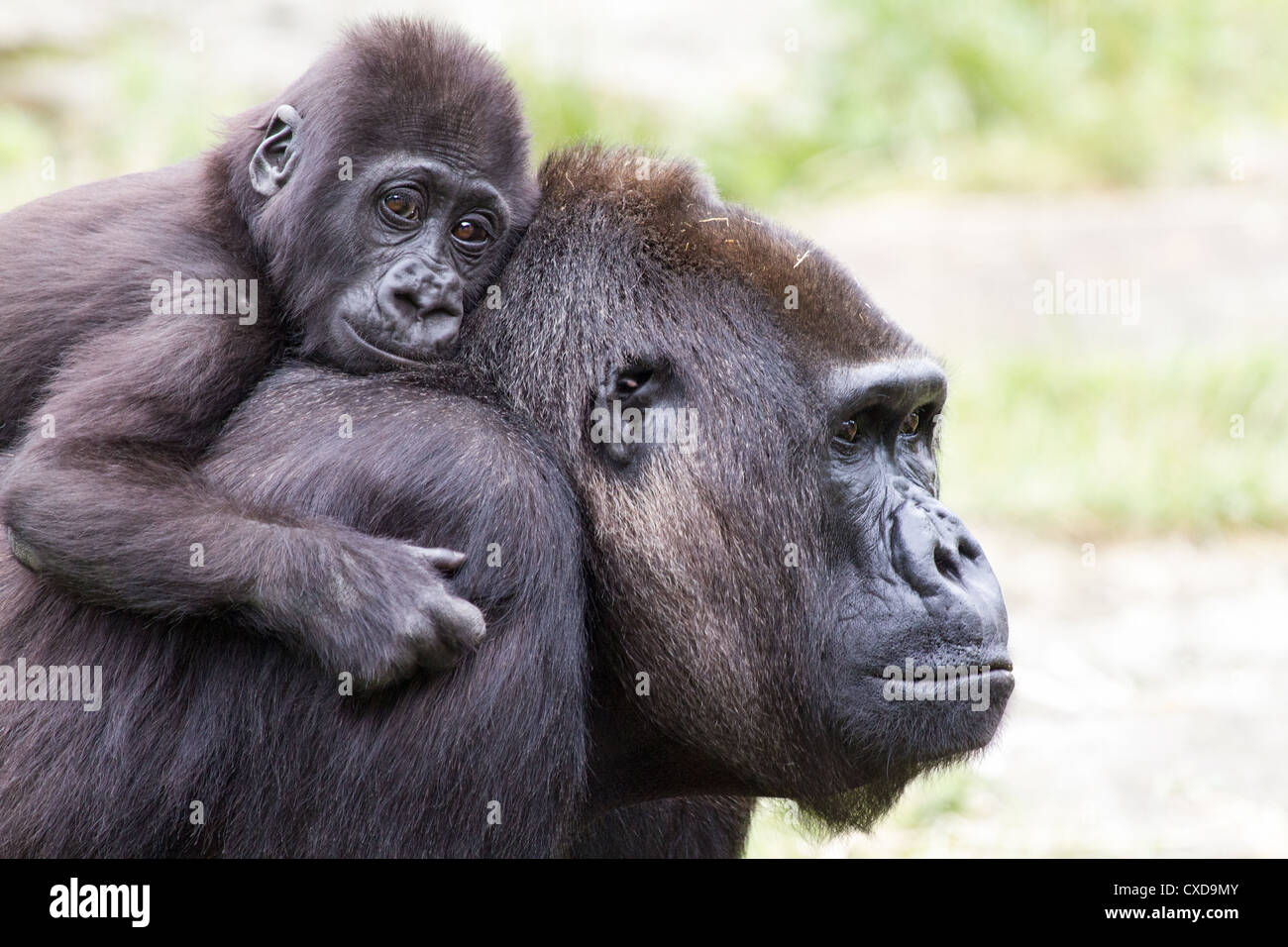 Close-up of mother western lowland gorilla (Gorilla gorilla) carnying baby on her back, Netherlands Stock Photo