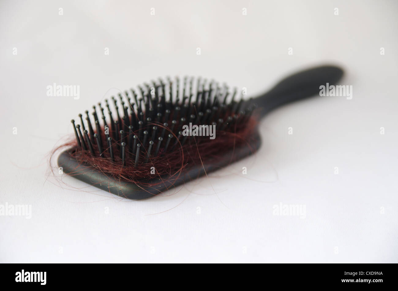 Black hair brush with hair on it on white background Stock Photo