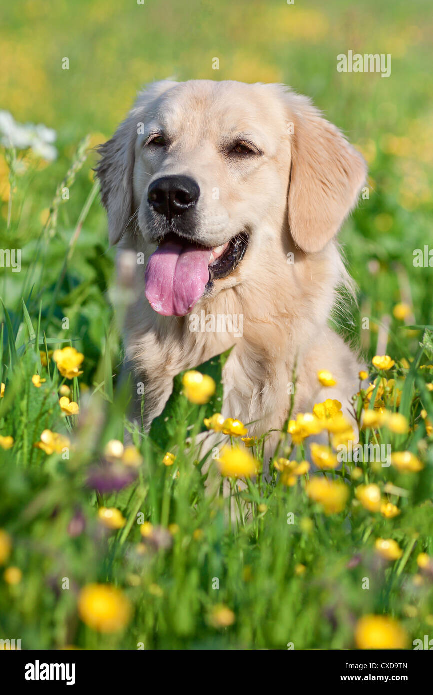 Portrait young dog playing in the meadow Stock Photo - Alamy