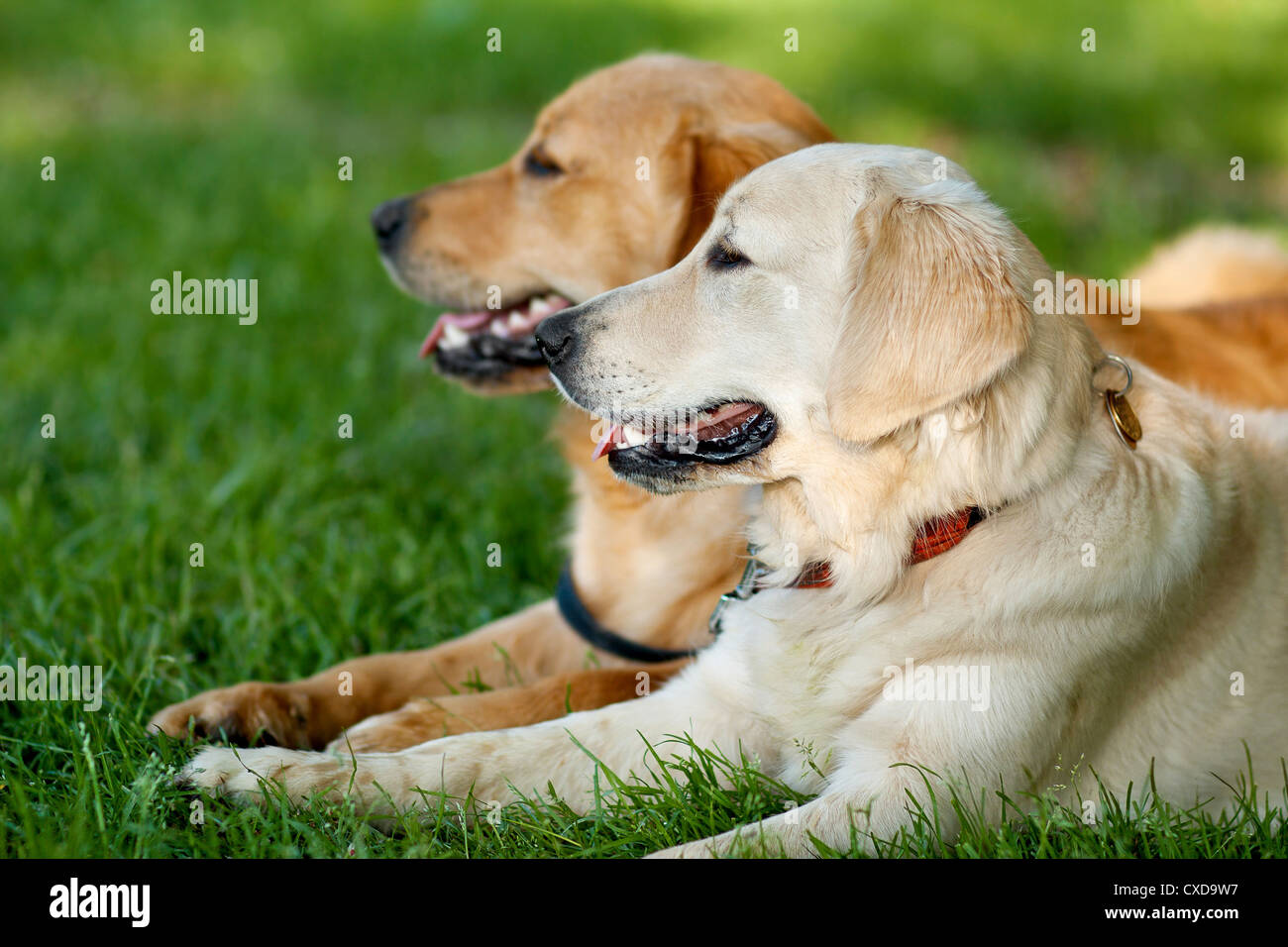 Portrait of two young beauty dogs Stock Photo - Alamy