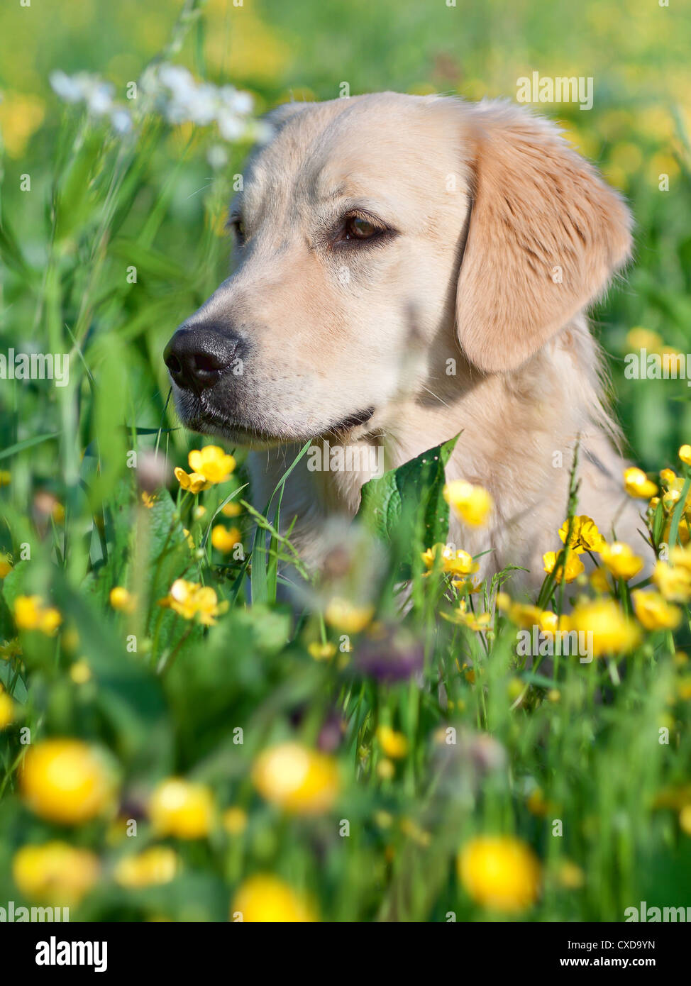 Portrait young dog playing in the meadow Stock Photo - Alamy