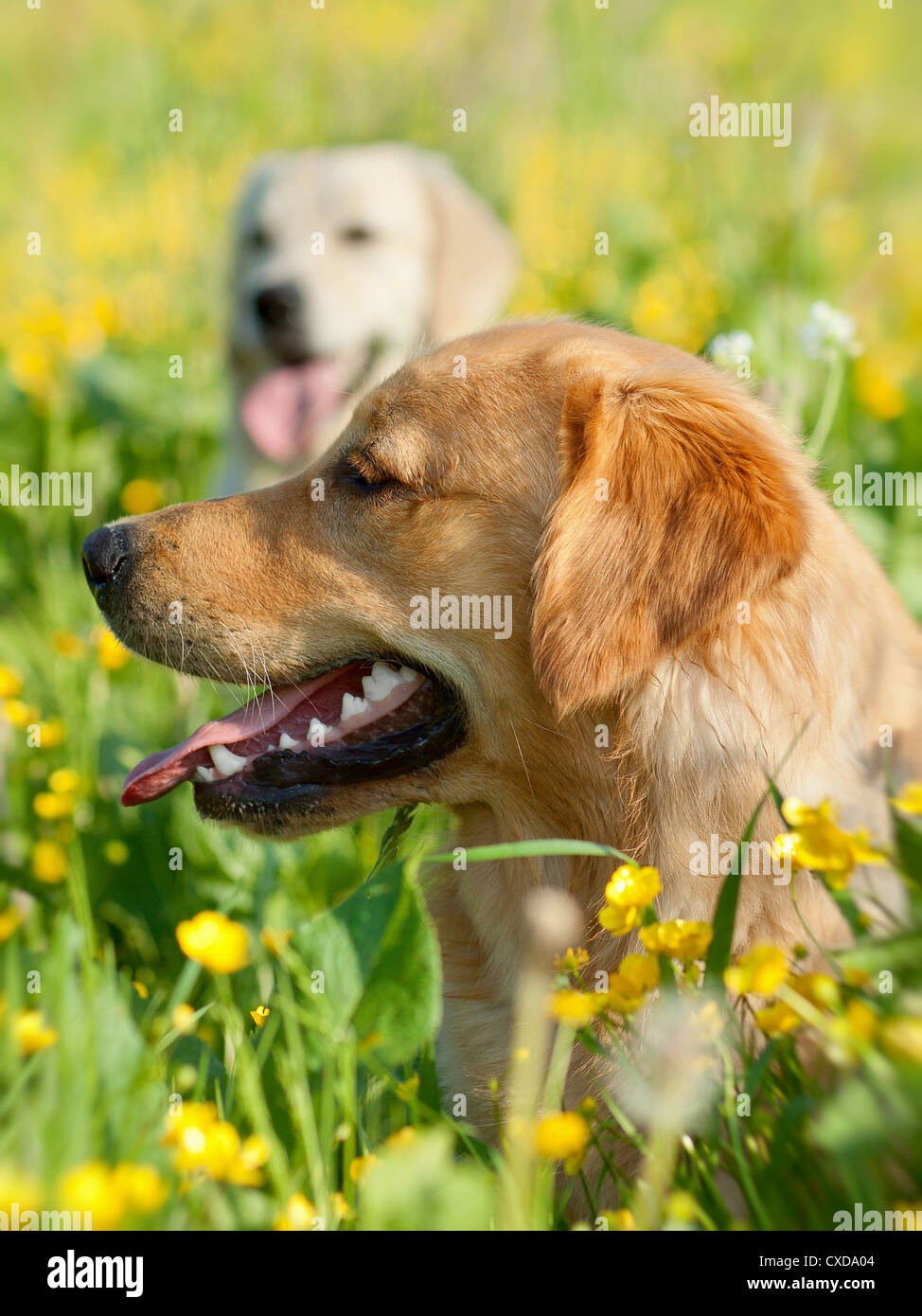 Portrait of two young dogs playing in the meadow Stock Photo - Alamy