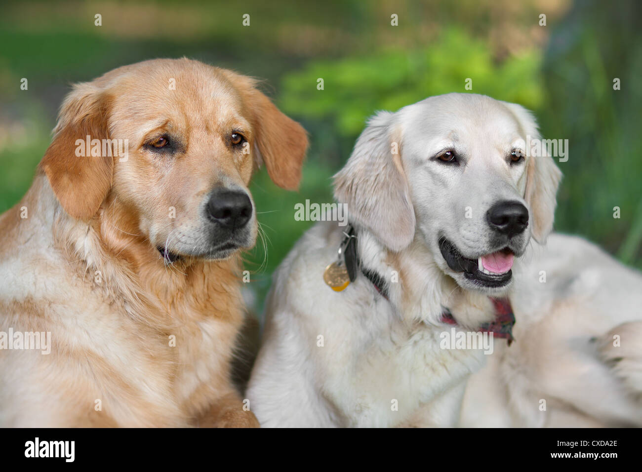 Portrait of two young dogs playing in the meadow Stock Photo - Alamy