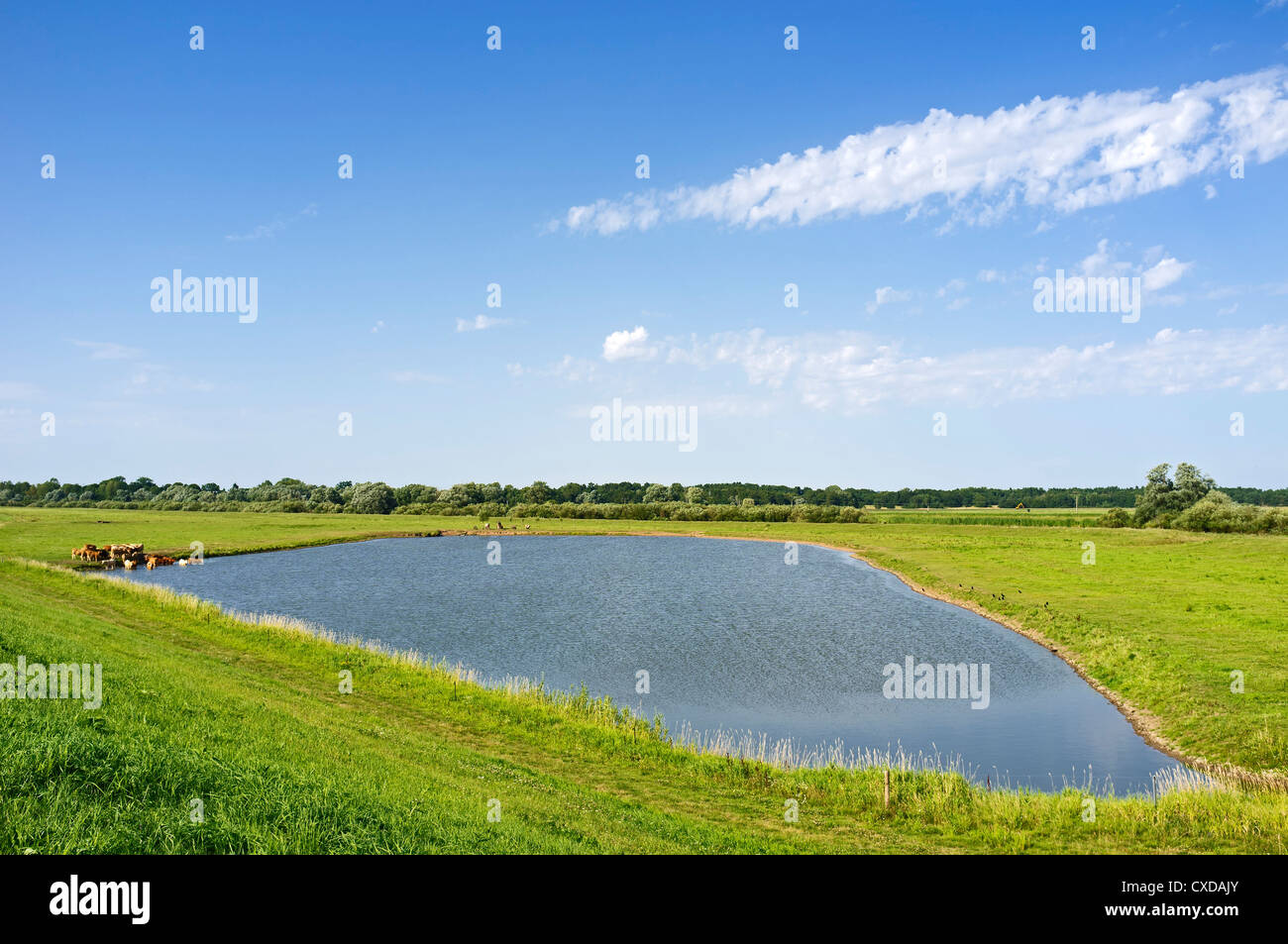 Lake, Elbdeichvorland nature reserve near Boizenburg Elbe, Mecklenburg-Western Pomerania, Germany, Europe Stock Photo