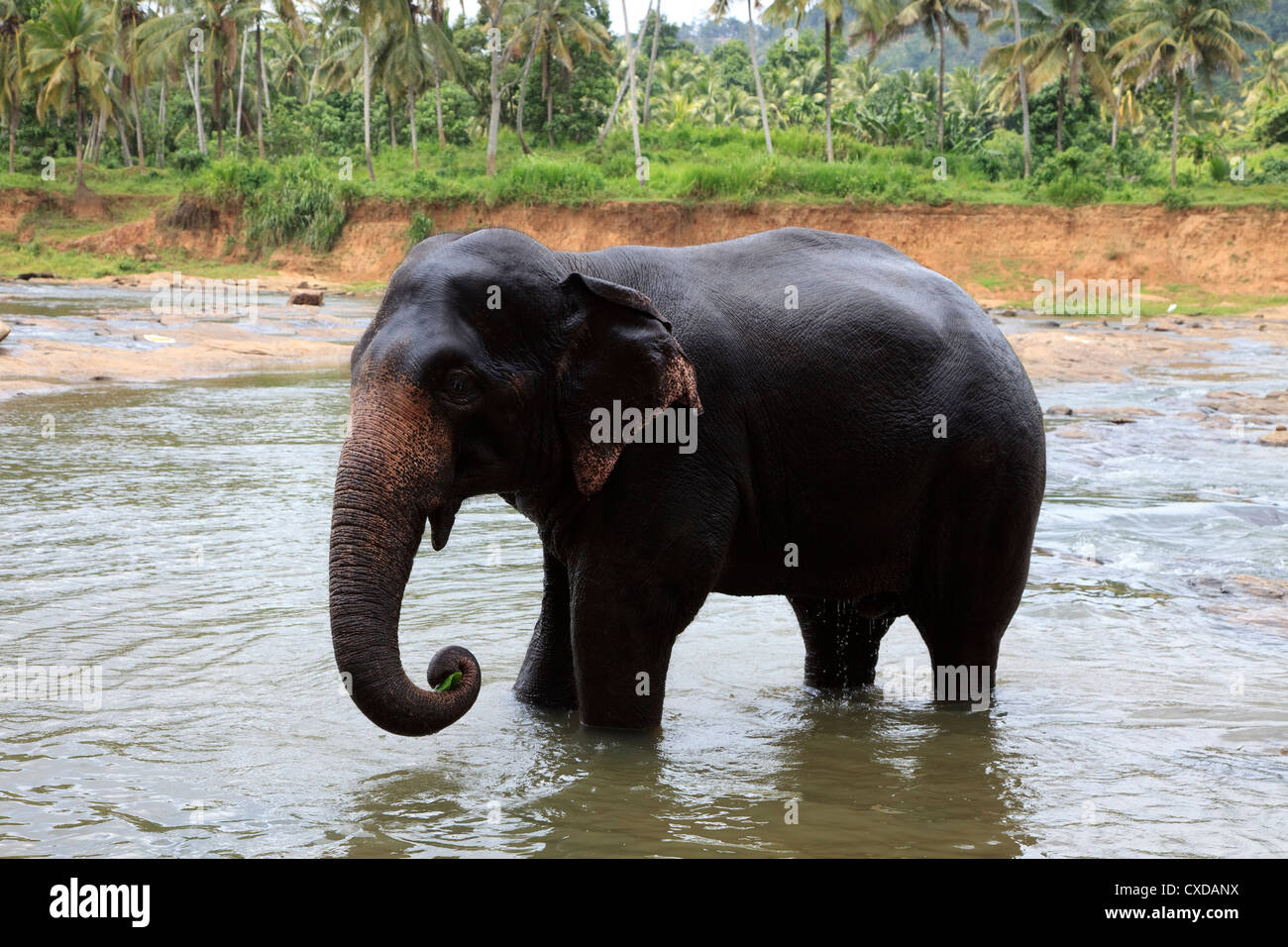 Elephant from the Pinnawala Elephant Orphanage, kegella, Sri Lanka washing in the local river Stock Photo