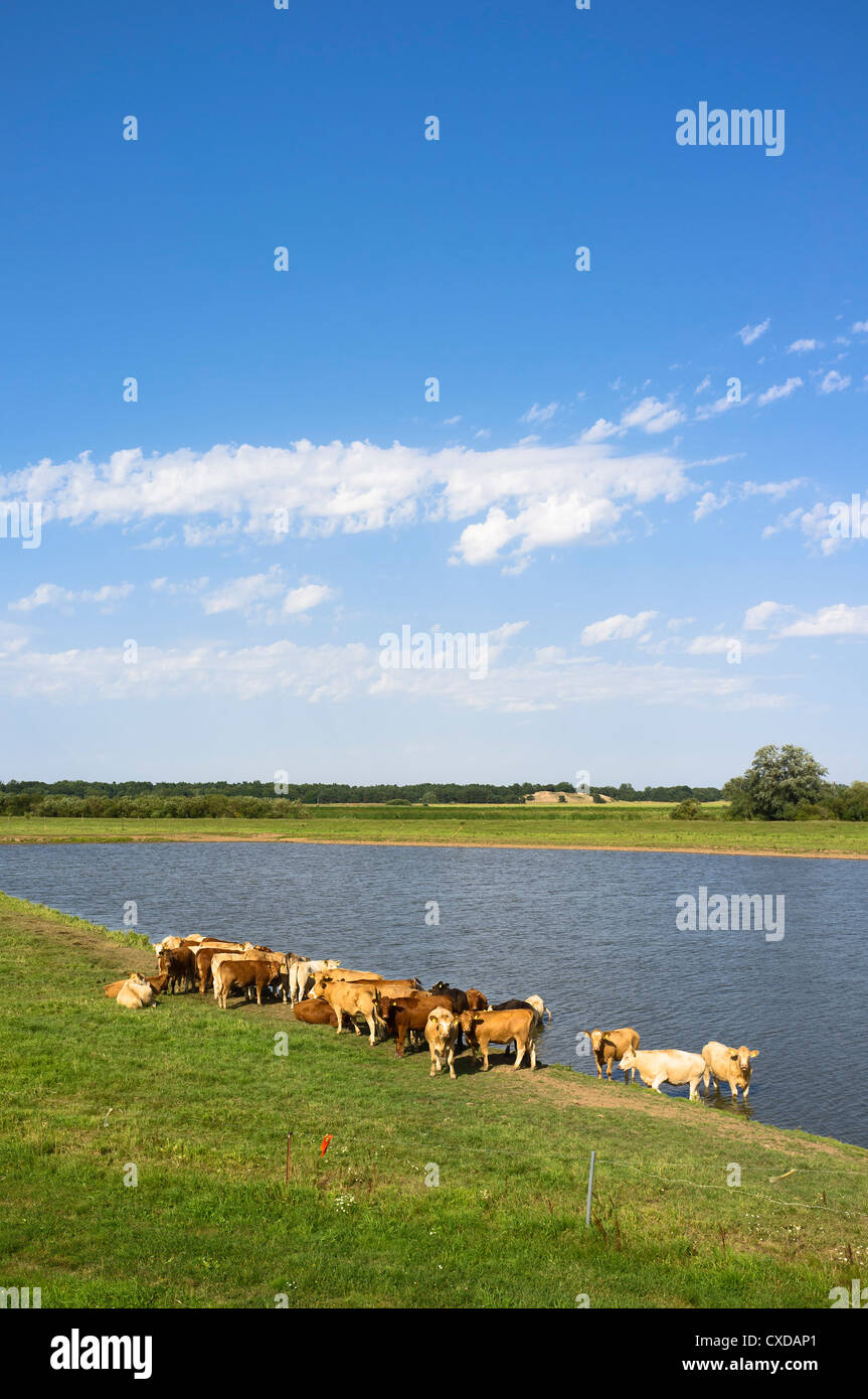 Cattle beside a lake, Elbdeichvorland nature reserve near Boizenburg Elbe, Mecklenburg-Western Pomerania, Germany, Europe Stock Photo