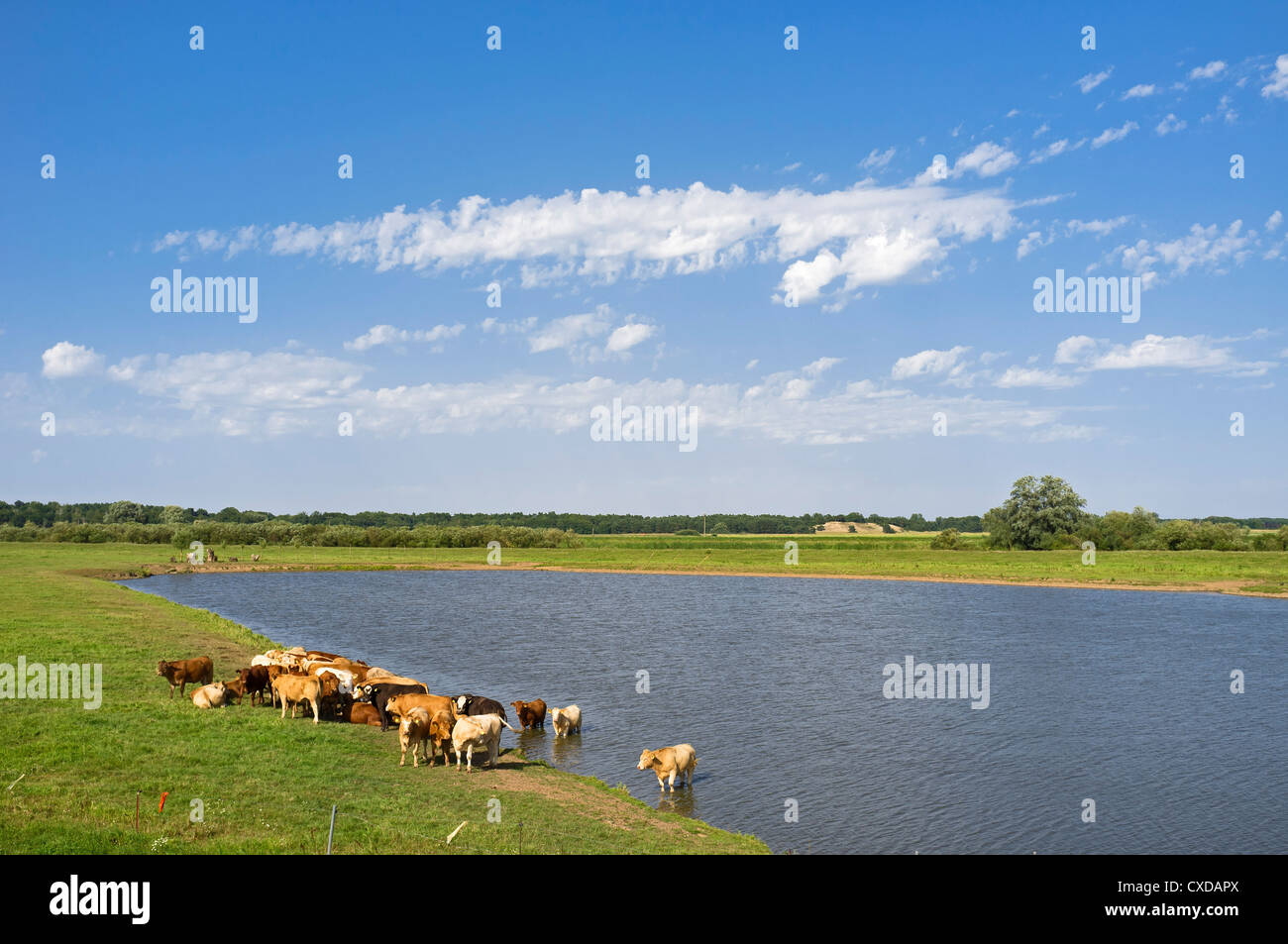 Cattle beside a lake, Elbdeichvorland nature reserve near Boizenburg Elbe, Mecklenburg-Western Pomerania, Germany, Europe Stock Photo