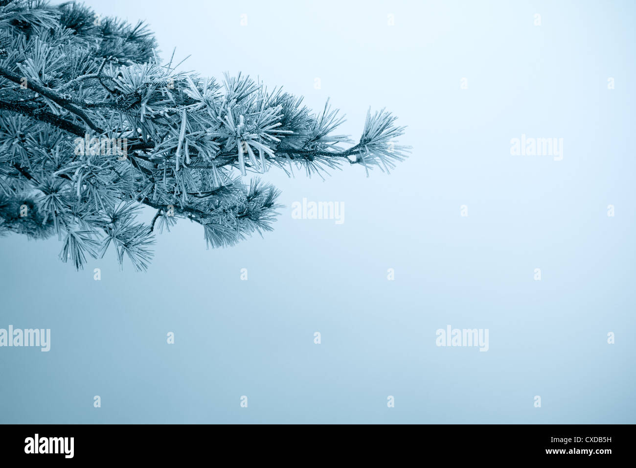 pine tree branches in fog winter Stock Photo