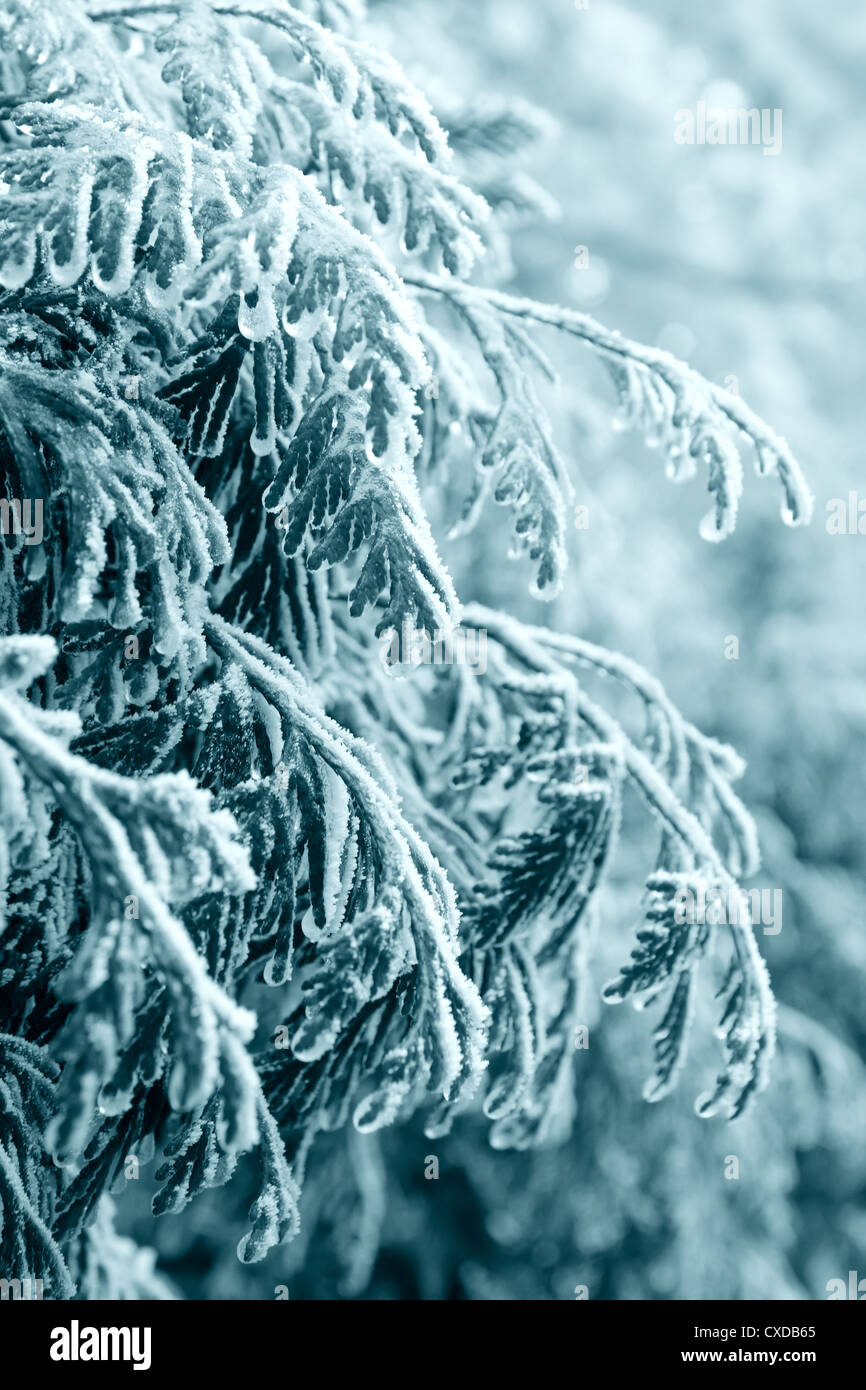natural frost Stock Photo