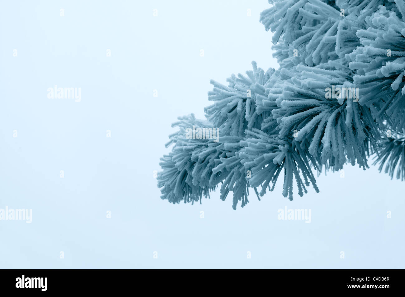 pine tree branches and ice fog Stock Photo