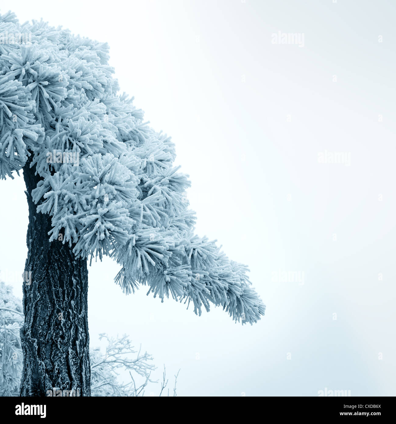 frost covered pine Stock Photo - Alamy