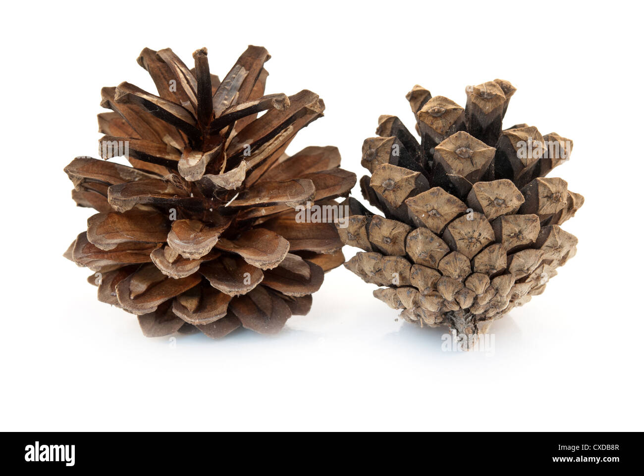 two pine cones isolated on white Stock Photo