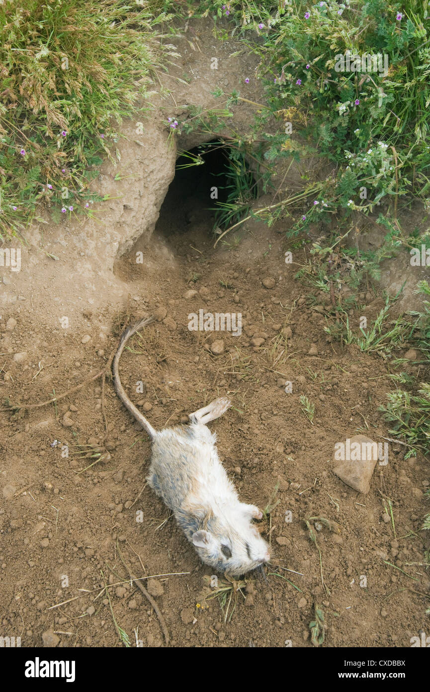 Giant Kangaroo Rat carcass at den entrance of San Joaquin Kit Fox (Vulpes macrotis mutica) Carrizo Plain National Monument Stock Photo
