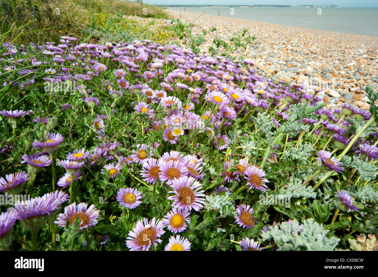 Aster Flowers, growing wild on pebble beach, Sandwich Bay, Kent UK