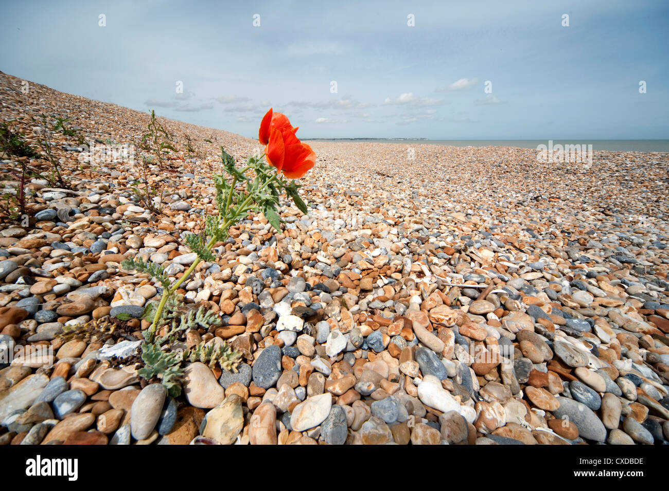 Poppy, Papaver sp, Sandwich Bay, Kent UK Stock Photo