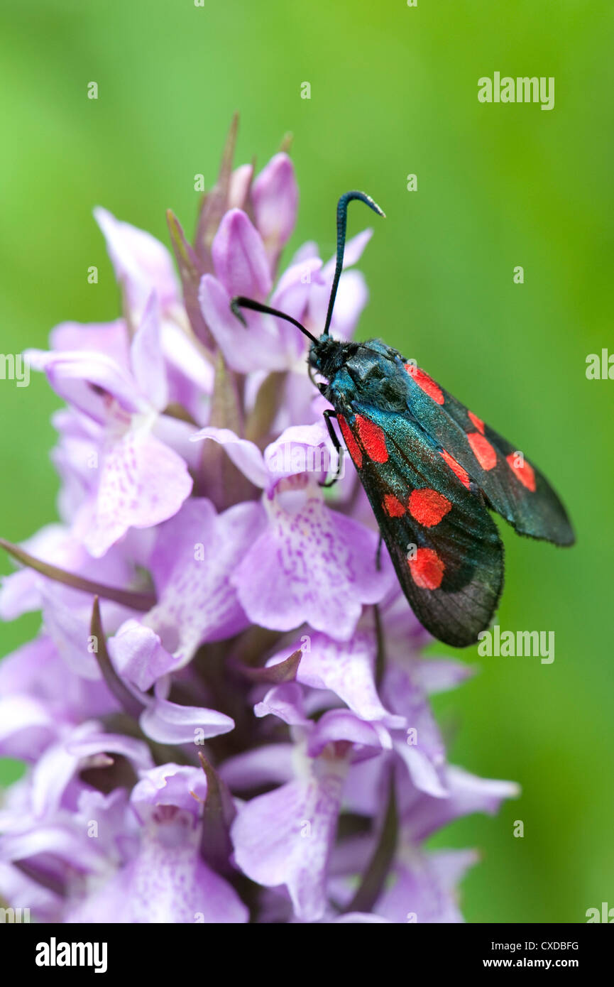 Six-Spot Burnet Moth, Zygaena filipendulae, Sandwich Bay, Kent, UK Stock Photo