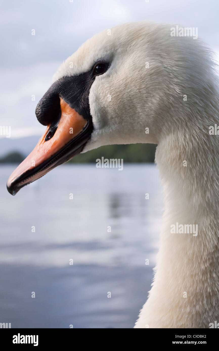Mute Swan Stock Photo