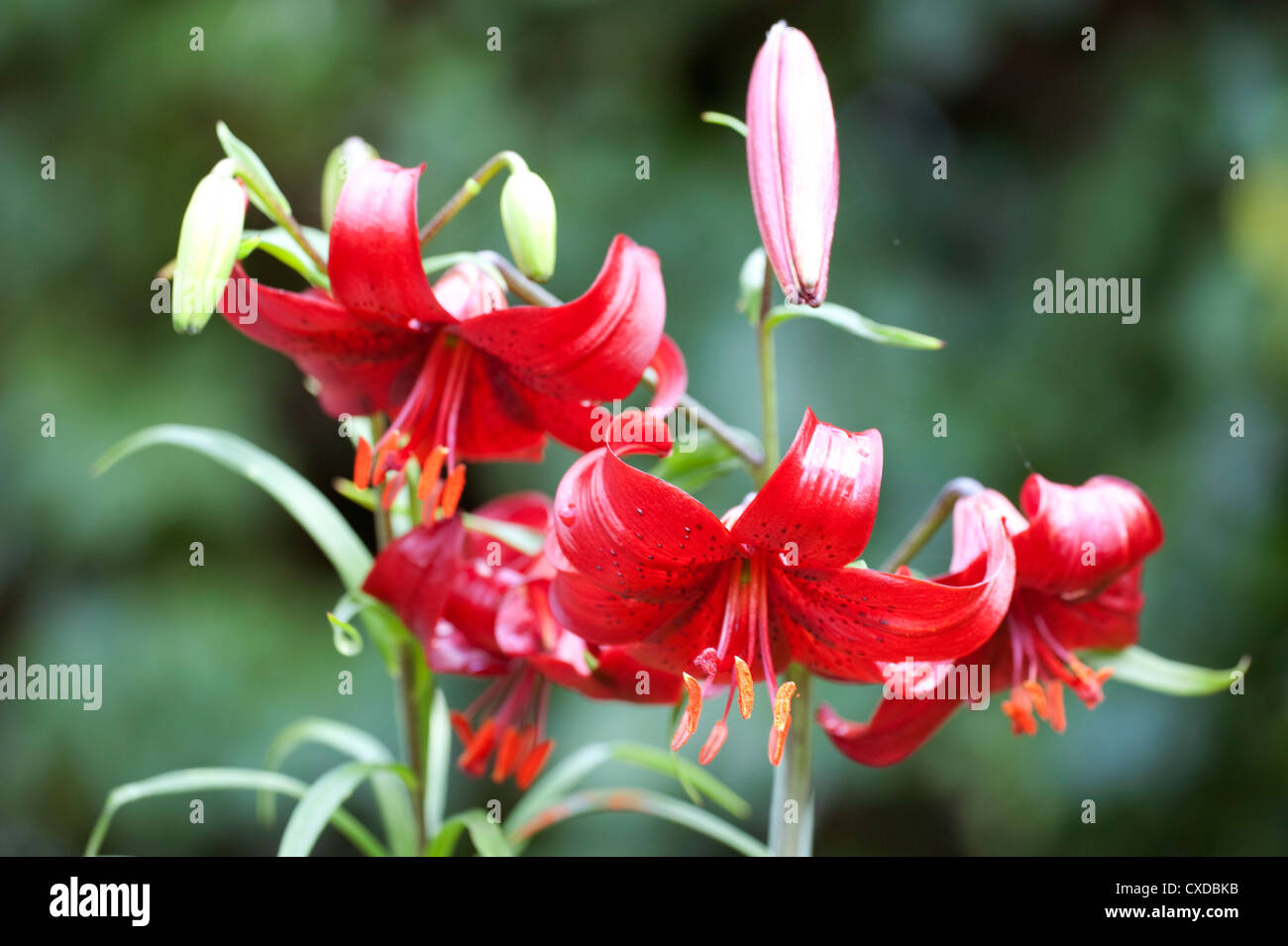 Red Lily Flower, Lilium, Garden Kent UK, Stock Photo