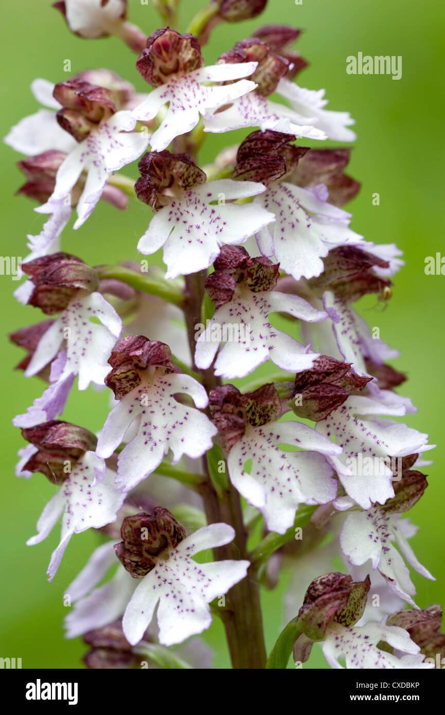 Lady Orchid, Orchis purpurea, Stockbury Hill Woodland, Kent Wildlife Trust, UK Stock Photo