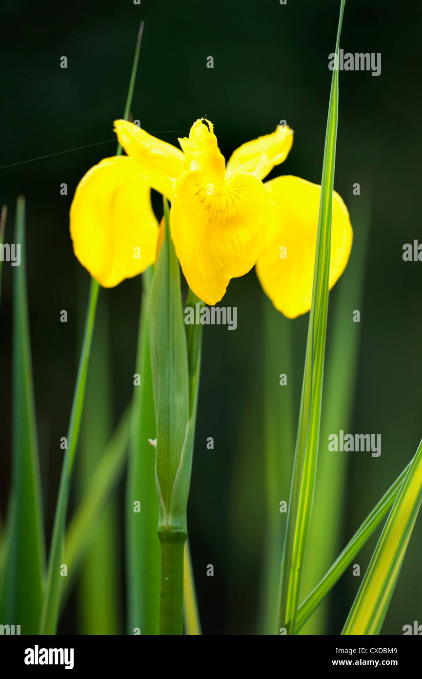 Yellow Flag Iris, Iris pseudacorus, Kent UK Stock Photo