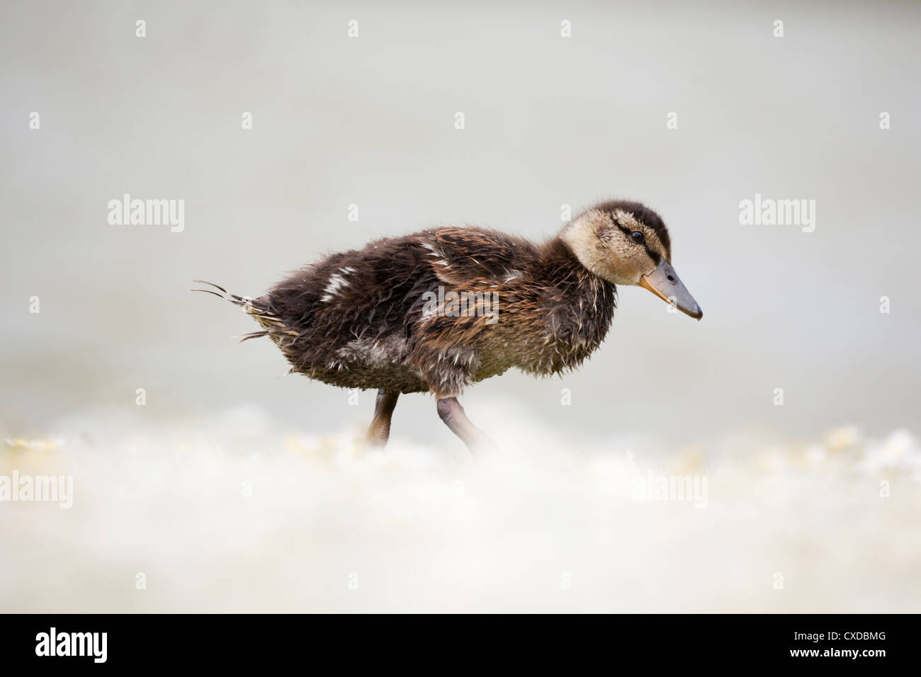 Mallard Duckling in a field of Daisies Stock Photo