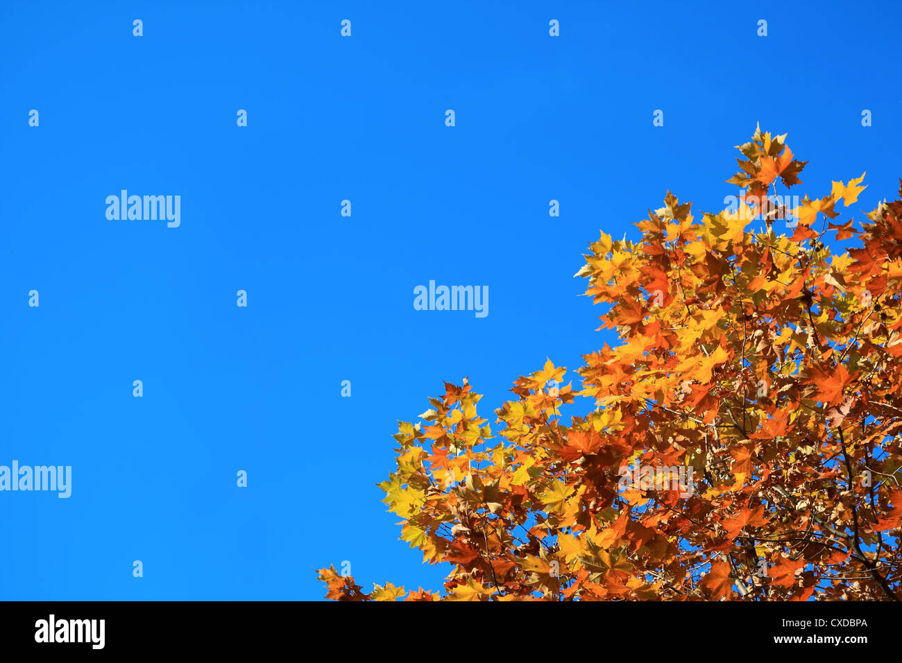 autumn leaves with sky Stock Photo