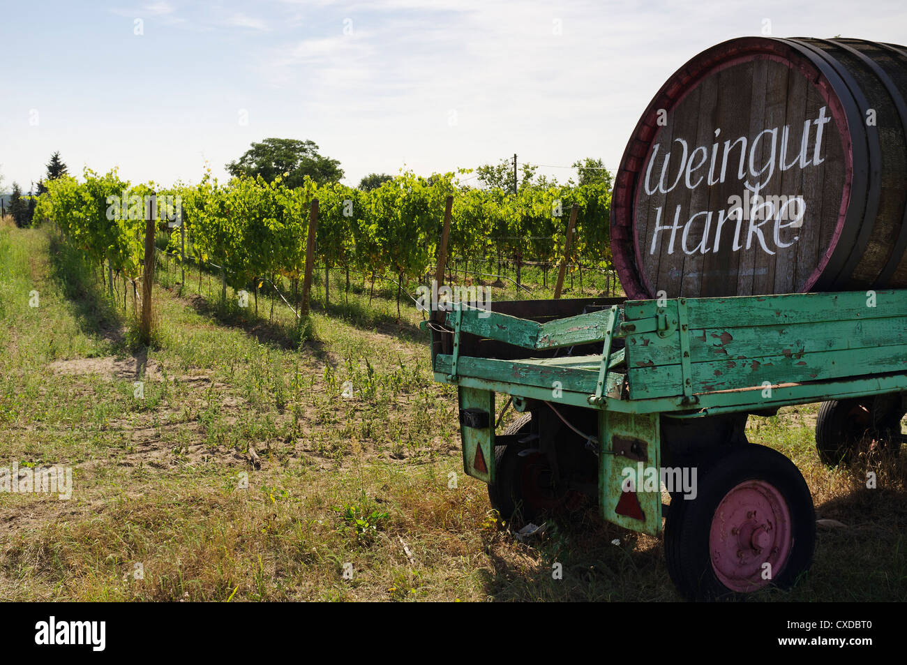 Vineyard near Jessen (Elster), Saxony-Anhalt, Germany Stock Photo