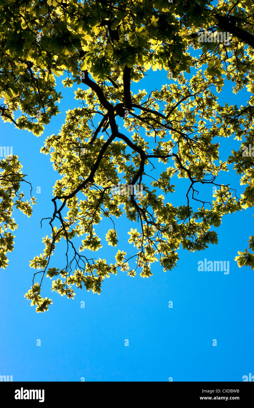 Branch of oak tree in leaf against blue sky Stock Photo - Alamy