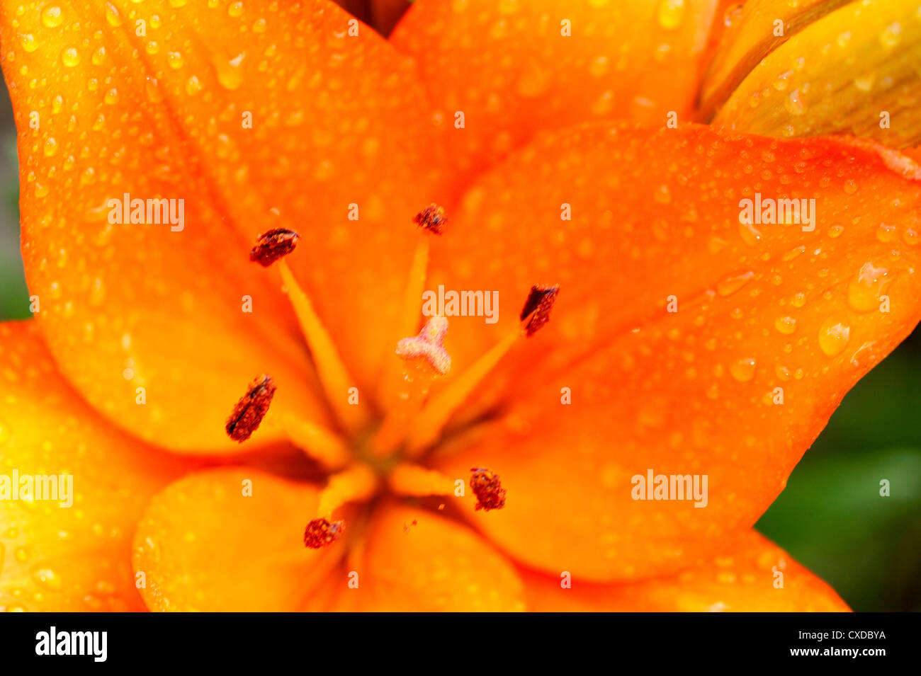 Orange Lily Flower, Lilium, Garden Kent UK, Stock Photo