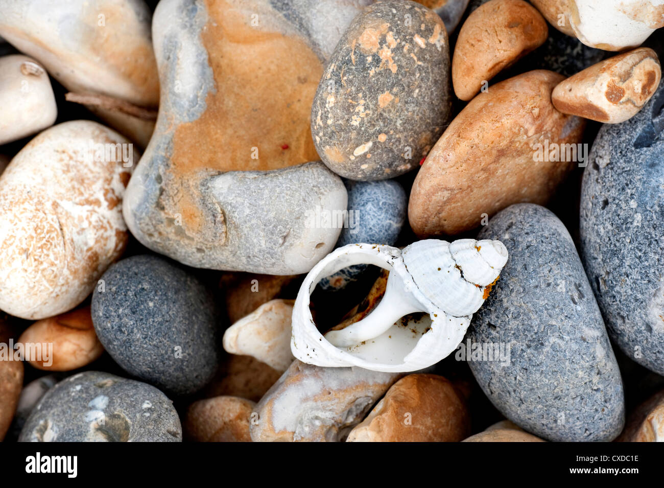 Shell on pebble beach, UK Stock Photo