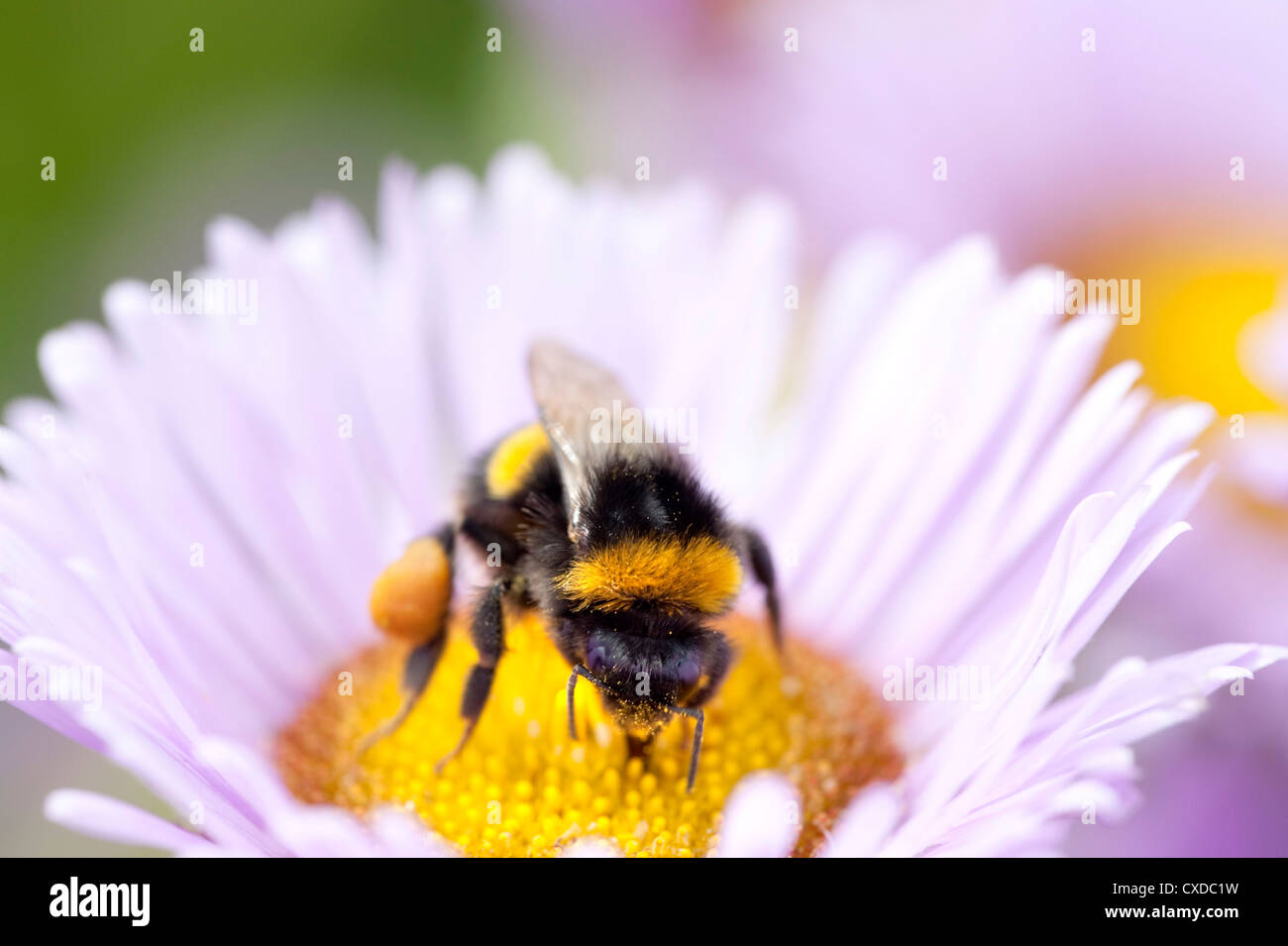 Bumble Bee on flower, UK Stock Photo