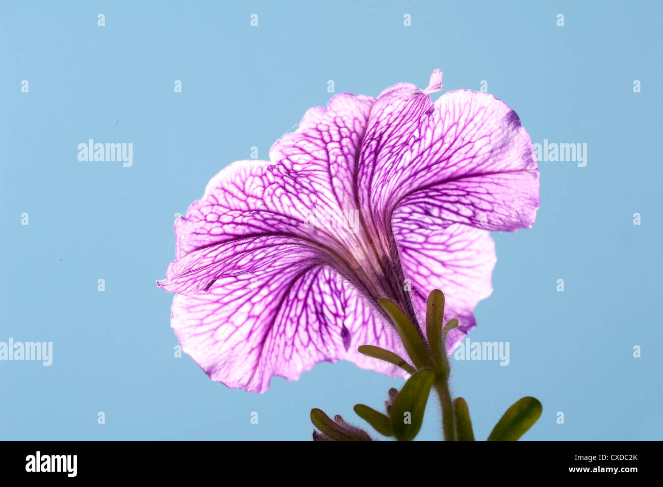 Petunia Flower, Lavender Vein, UK Stock Photo