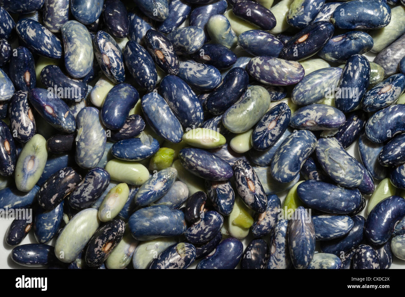 Blue and green borlotti beans ina pile with mottled colours Stock Photo