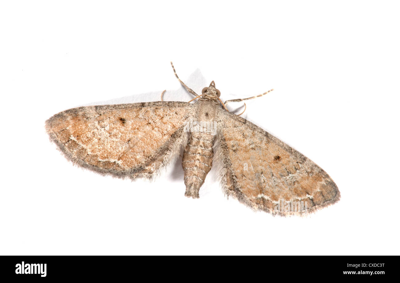 Slender Pug Moth, Eupithecia tenuiata, UK Stock Photo