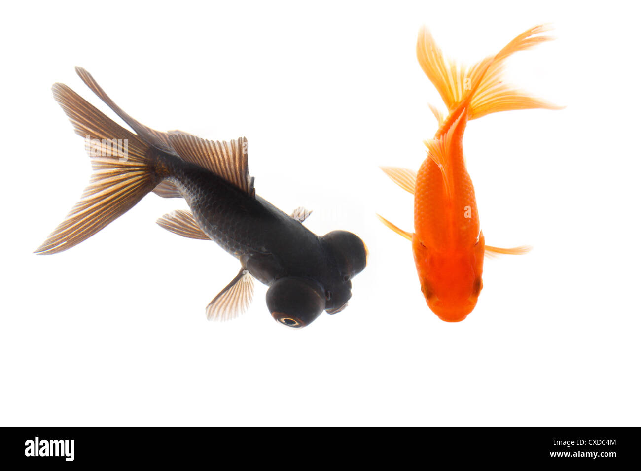two goldfish Stock Photo