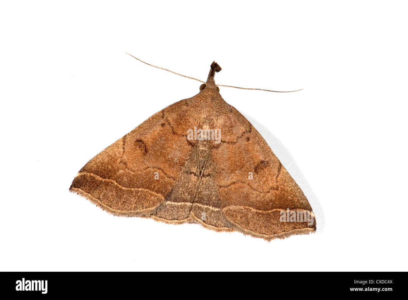 The Snout Moth, Hypena proboscidalis, UK Stock Photo