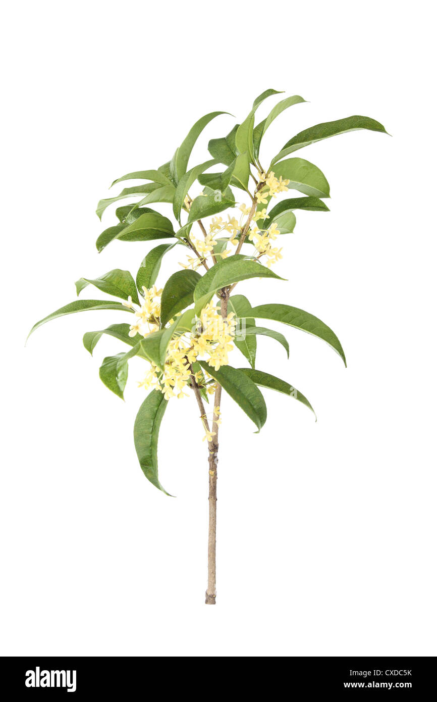 branch of osmanthus Stock Photo