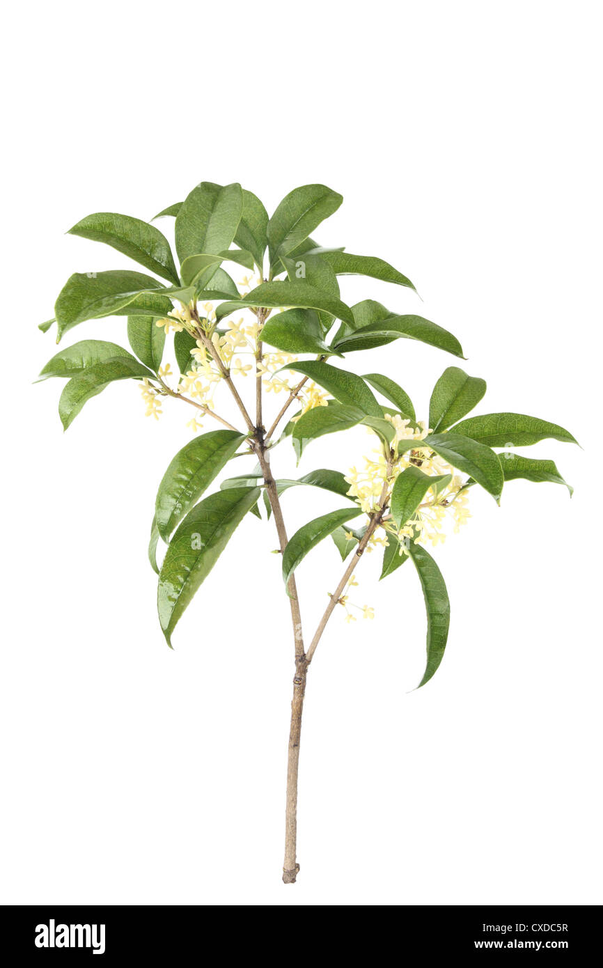 osmanthus branch Stock Photo