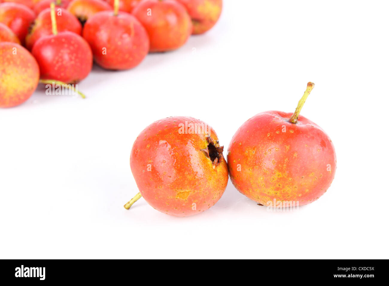 hawthorn fruit Stock Photo