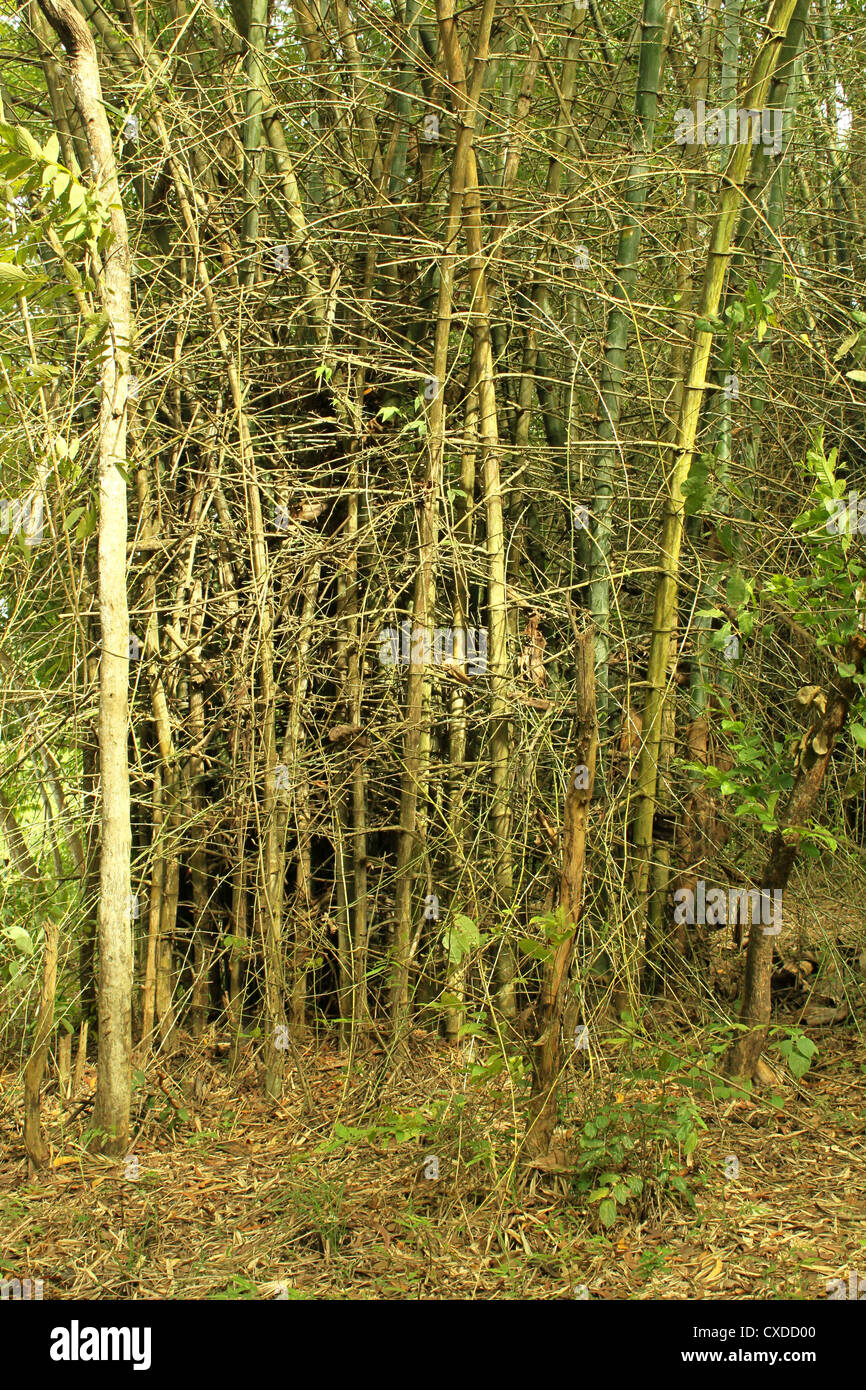 Bamboo stalk  group Stock Photo